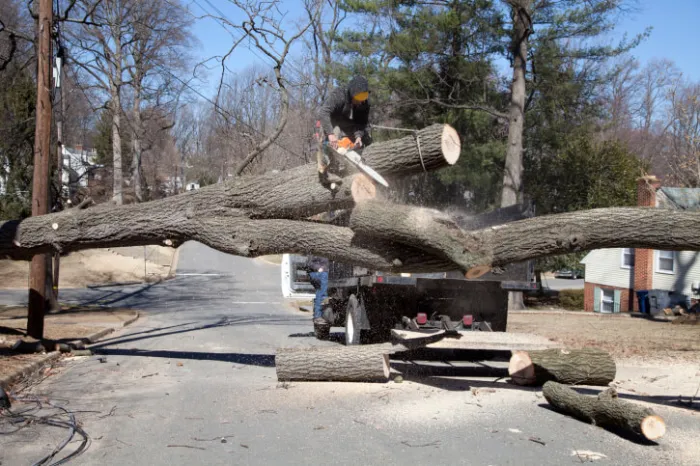 Tree Cutting Tree Cutting