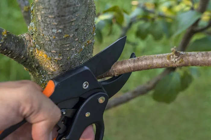 Tree Pruning Tree Pruning