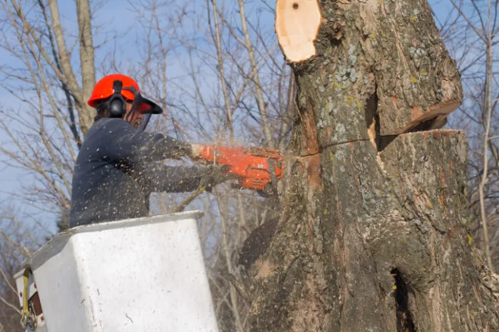 Tree Removal Tree Removal